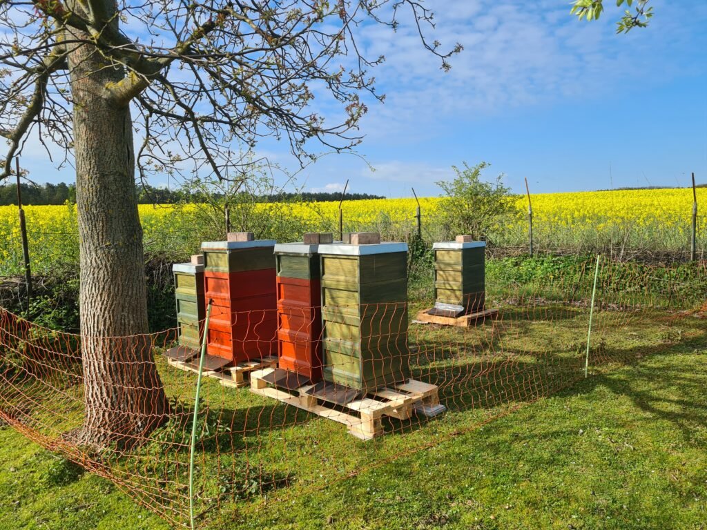 bienen_raps Bienenstöcke vor einem Rapsfeld