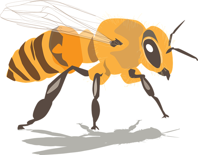 Biene Eine Biene