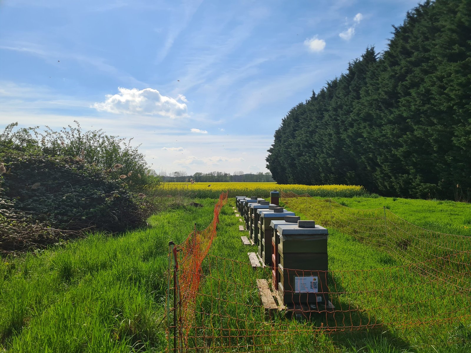 Bienenkästen vor einem Rapsfeld