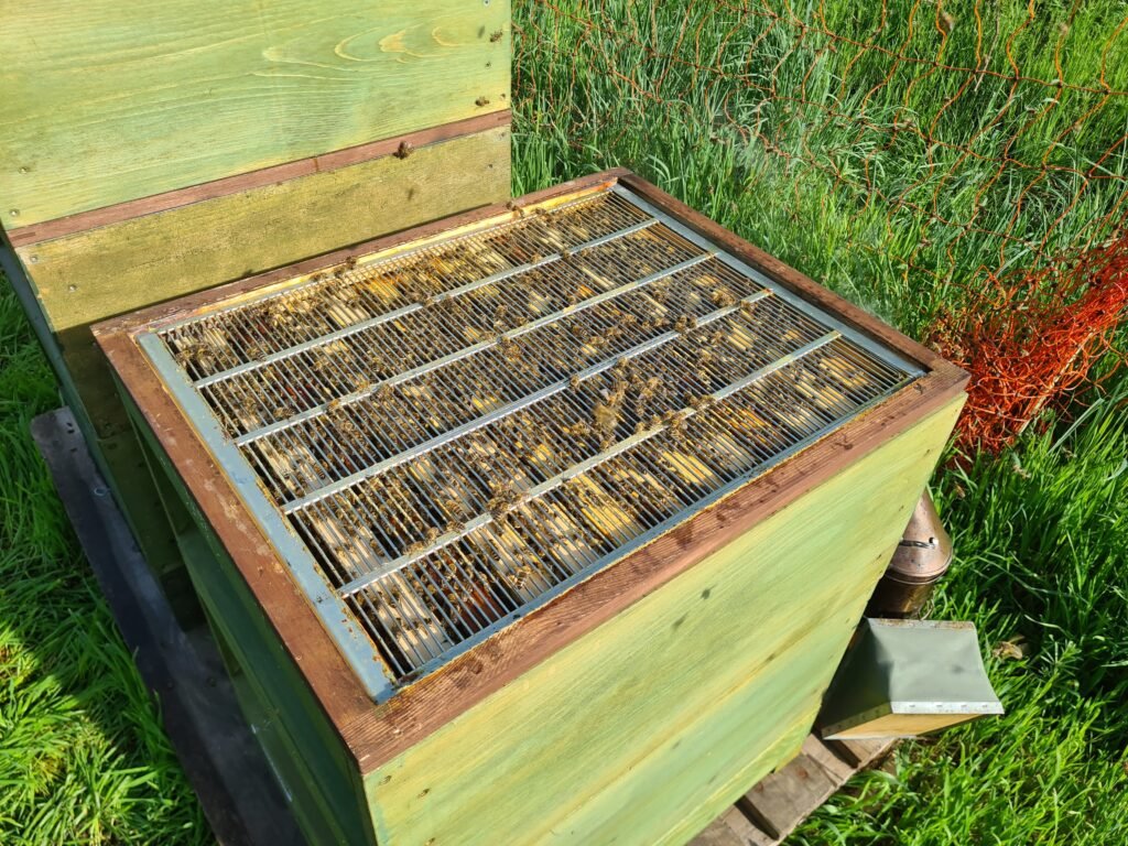 Bienen fliegen zum Bienenkasten